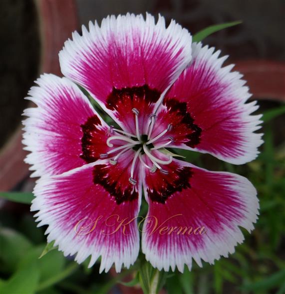  Flower